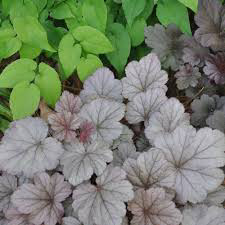 Heuchera Stainless Steel
