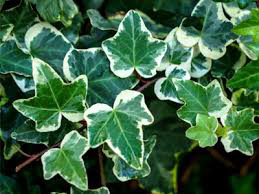 English Ivy 2