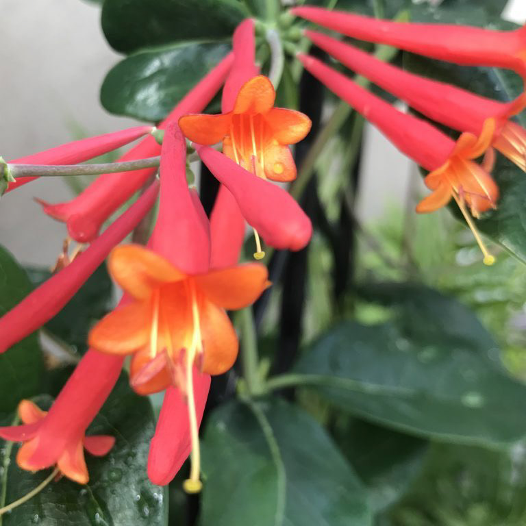 Honeysuckle Major Wheeler