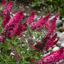 Butterfly Bush Cherry Royale