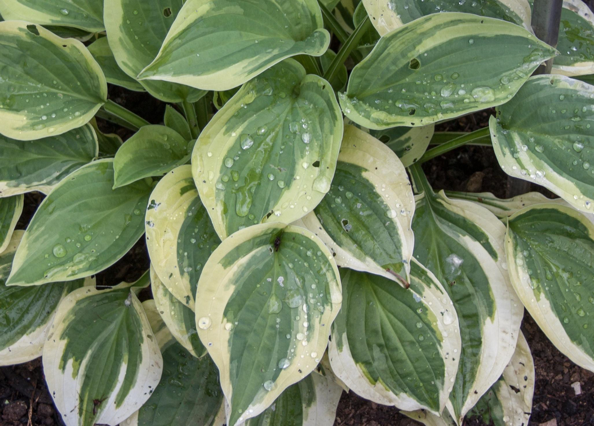 Hosta Wide Brim