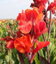 Canna Red King Humbert Green Leaf