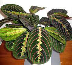 Maranta Red (Prayer Plant)