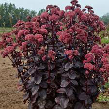 Sedum Night Embers