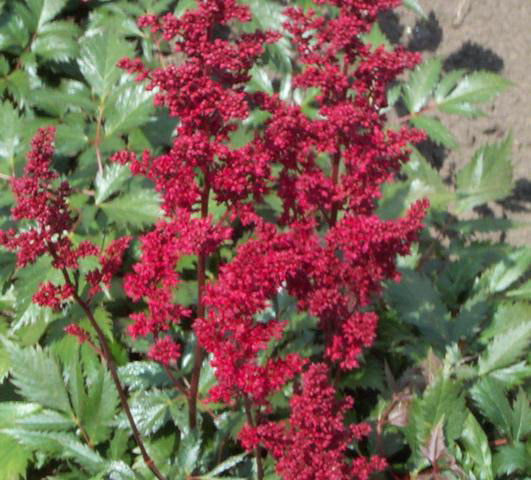 Astilbe Fanal