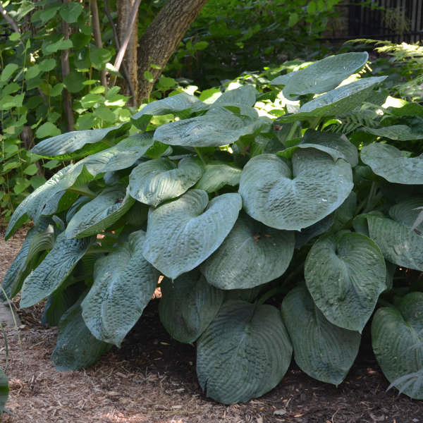 Hosta Sieboldiana Elegans Blue Giant