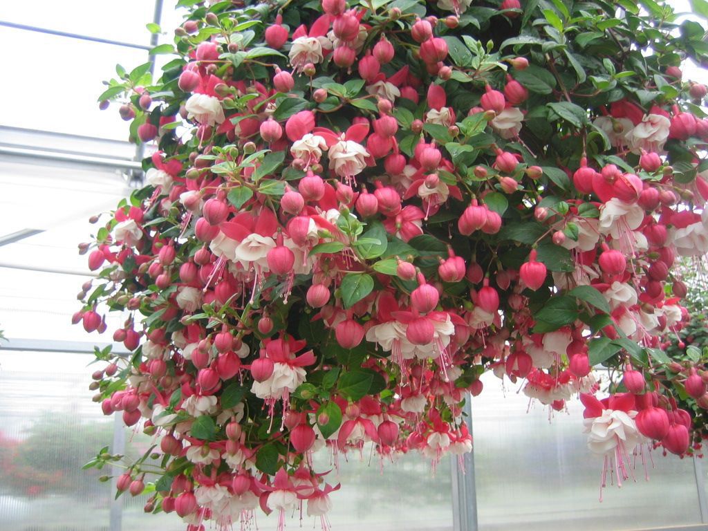 Fuchsia Swing Time