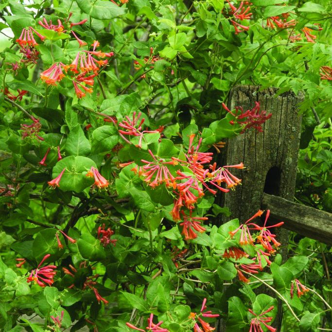 Honeysuckle Lonicera Dropmore Scarlet