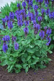 Salvia Blue Marvel