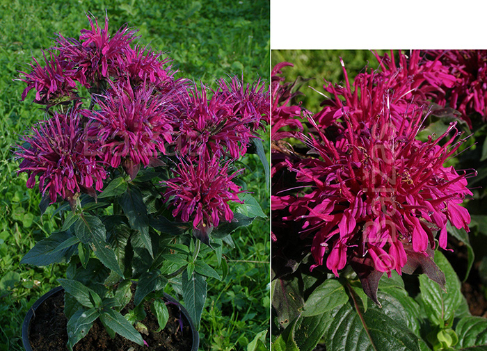 Bee Balm (Monarda) Pocahontas Deep Purple