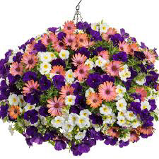 Radiant Rose PW