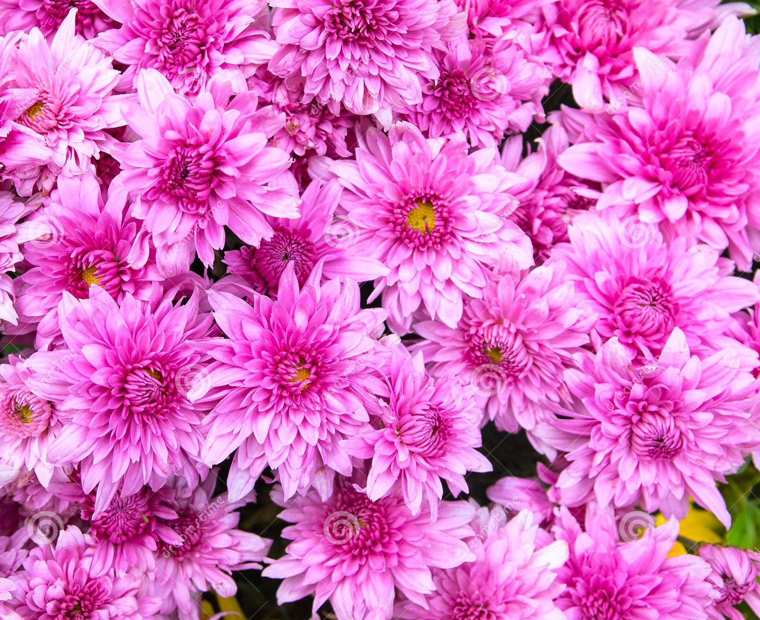Magnus Violet Deco Gediflora