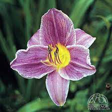 Daylily Prairie Eyes
