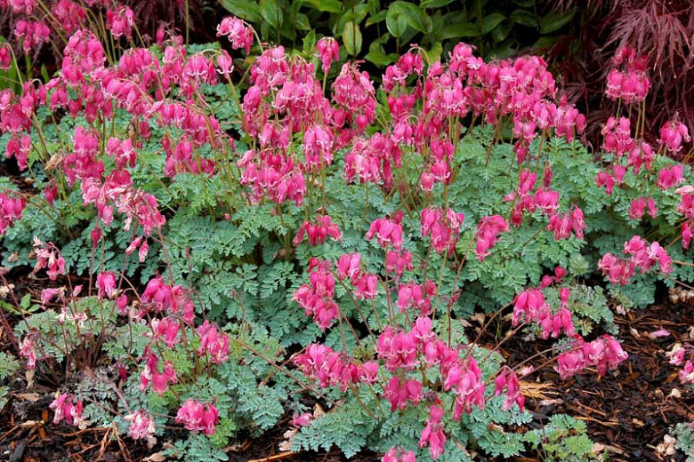 Bleeding Heart (Dicentra) King-of-Hearts