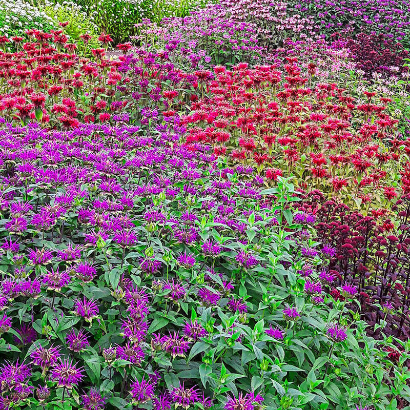 Bee Balm (Monarda)