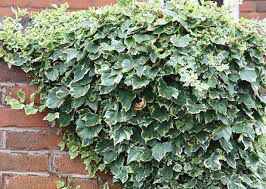 Hedera Glacier IVY