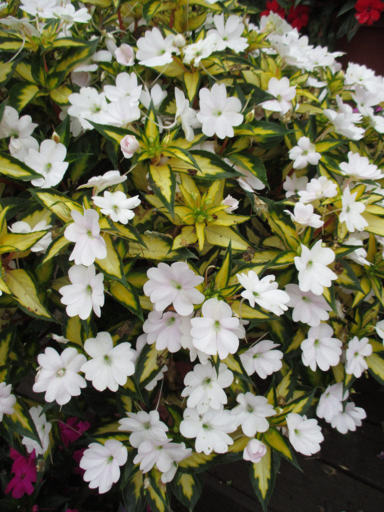 SunPatien Vigorous Tropical White