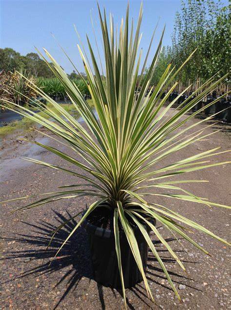 Cordyline Torbay Dazzler