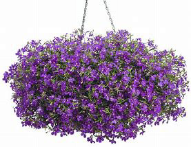 Lobelia Laguna Ultra-Violet PW