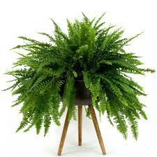 Boston Fern
