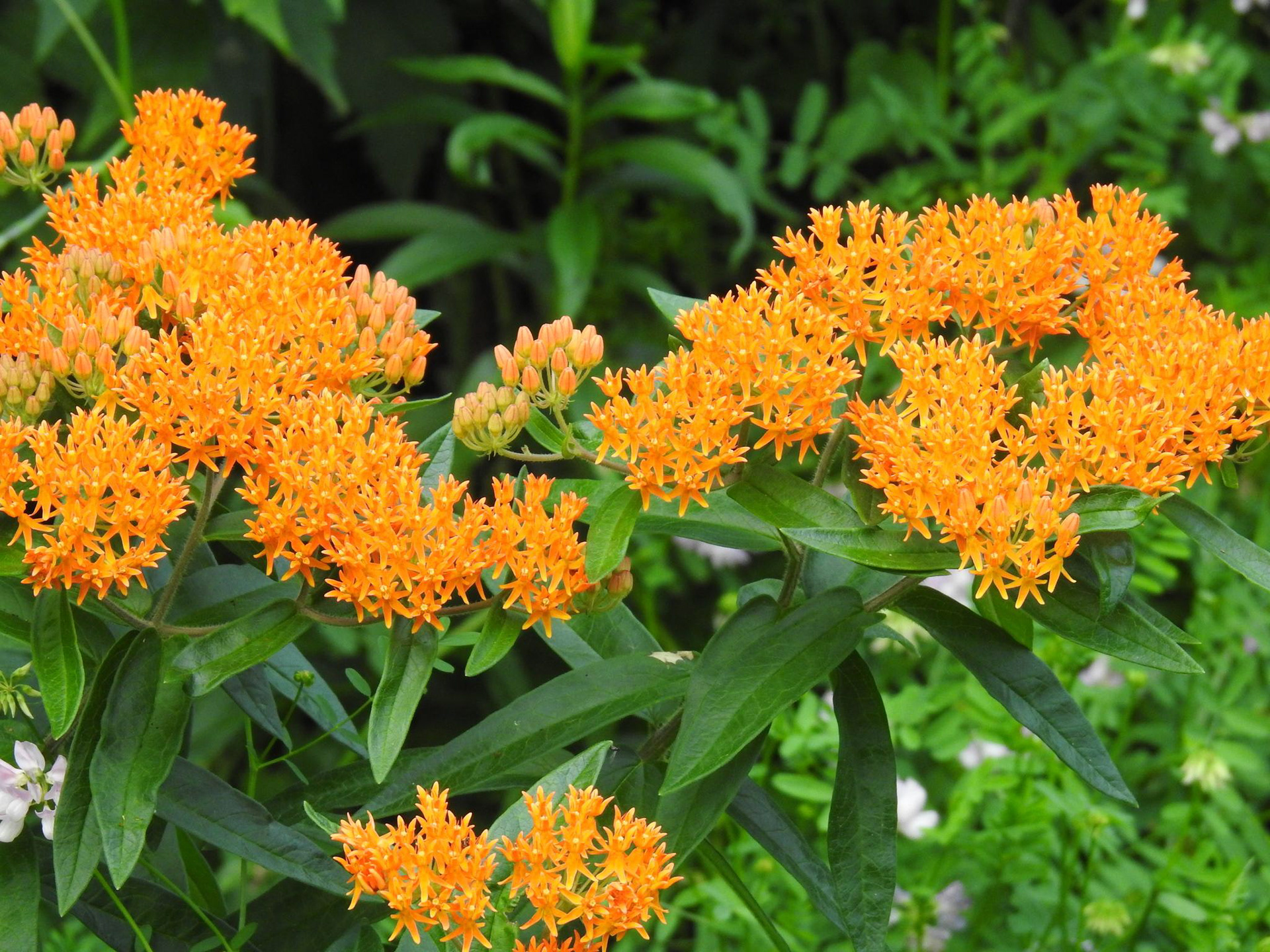 Asclepias (Butterfly Weed) Tuberosa Yellow