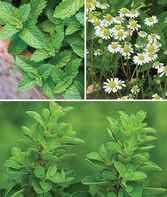 Tea Time Mix (Chamomile, Mint & Lemon Balm)