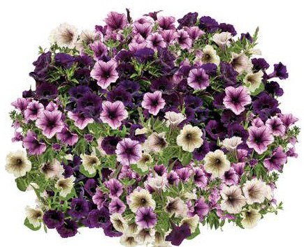 Midnight in the Garden