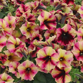 Raspberry Lemonade CrazyTunia