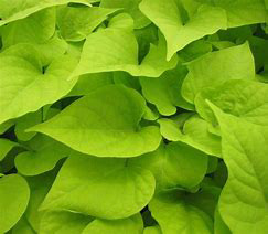 Impomea Green Light Heart Lime
