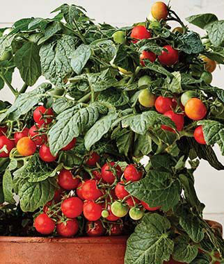 Veranda Red Bush Cherry