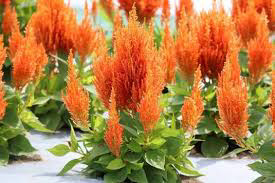Celosia Orange