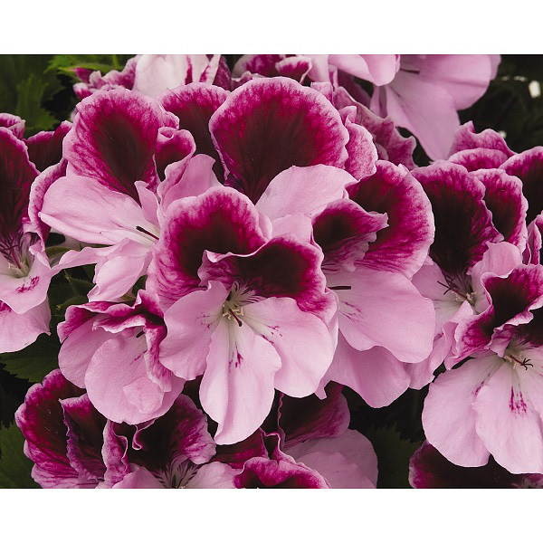 Elegance Purple Majesty