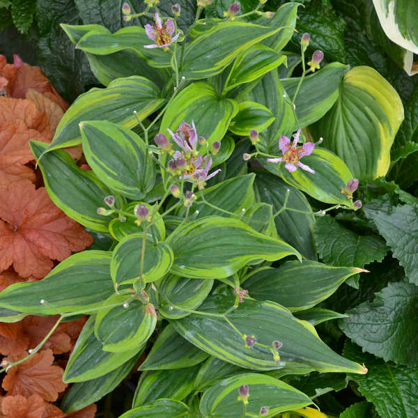 Toad Lily (Tricyrtis) Autumn Glow