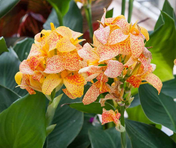 Canna Picasso