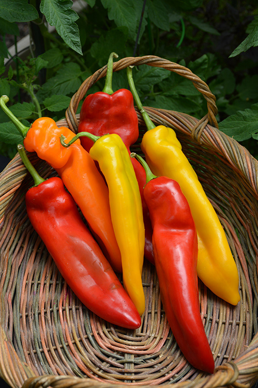 Corno di Toro - Red/Yellow Sweet