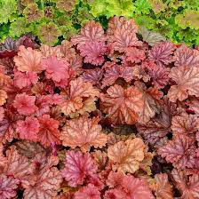 Heuchera Peachberry Ice (Primo)
