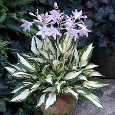 Hosta Fire & Ice