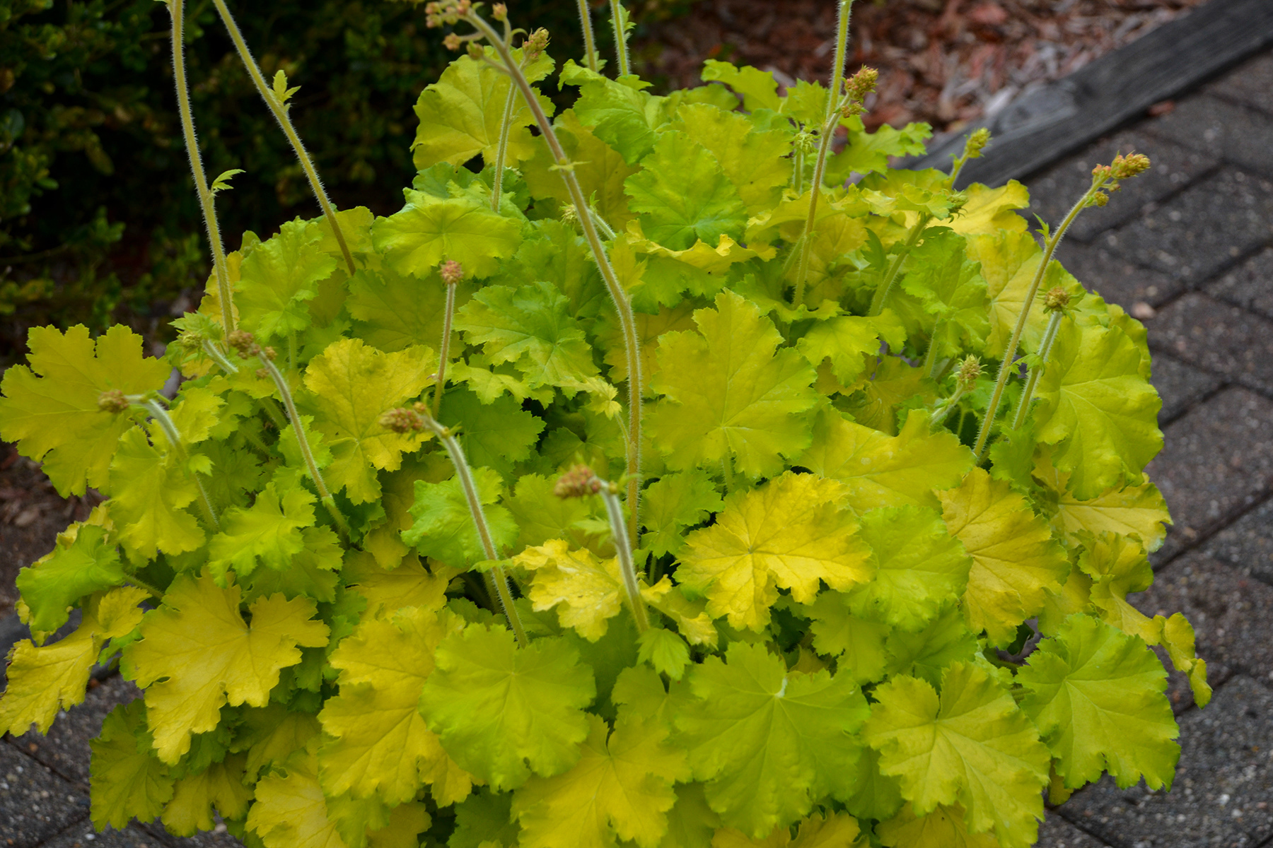 Heuchera Lemon Love
