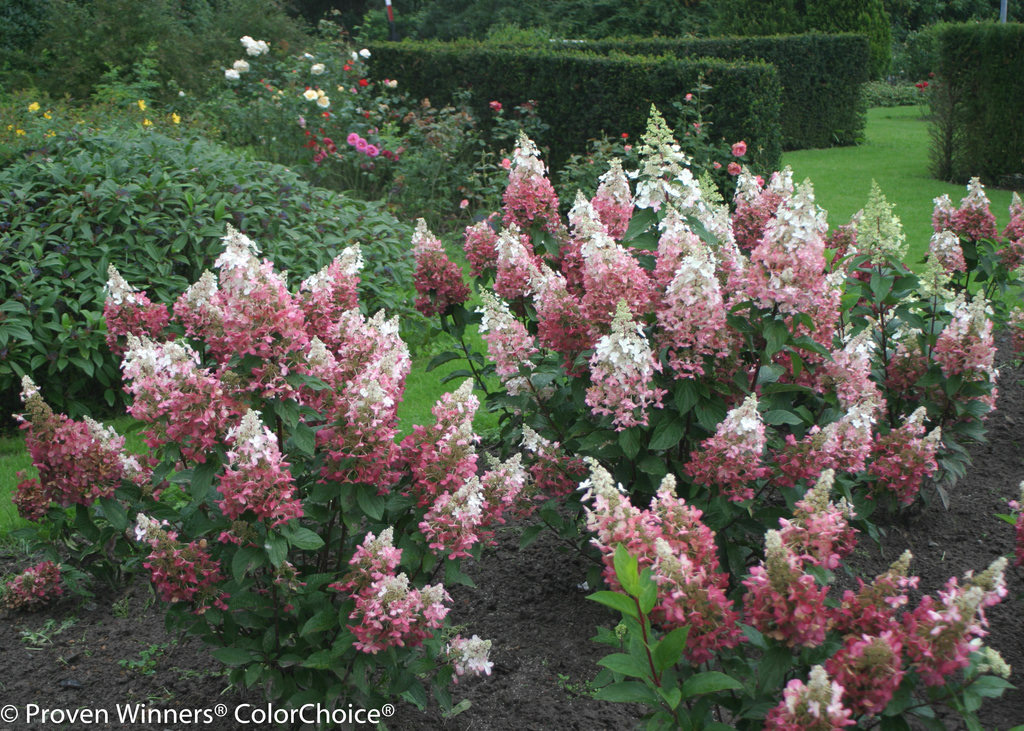 Hydrangea Pinky Winky PW