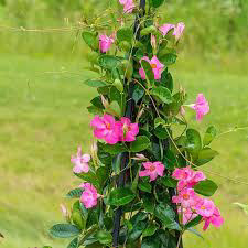 Mandevilla Pink