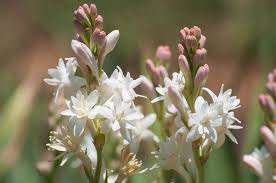 Tuberosa Double the Pearl