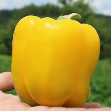 Sweet Canyon Yellow