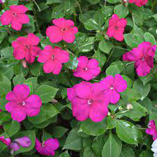 Beacon Violet