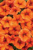 Dreamsicle