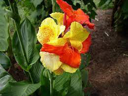 Canna Yellow King Humbert