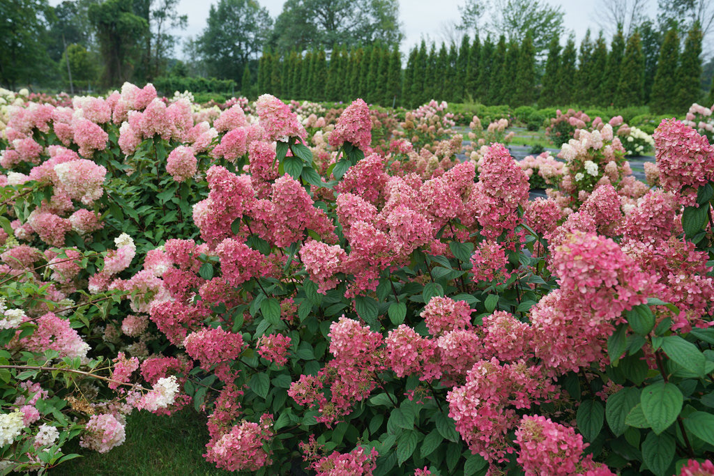 Hydrangea Fire Light Wine PW
