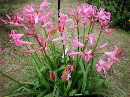 Nerine Bowdenii