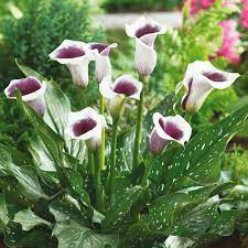Calla Picasso (Can be Overwintered)