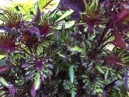 Coleus Lime Shrimp