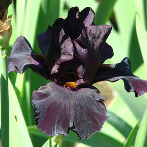 Iris Germanica Tall Bearded Black